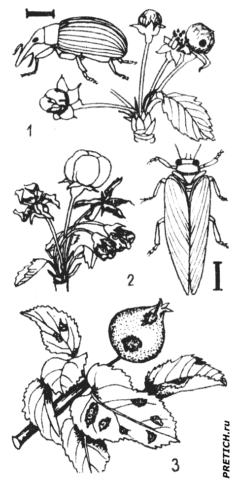 Яблонный цветоед и медяница, Парша садовые вредители Яблонный цветоед и медяница, Парша садовые вредители
