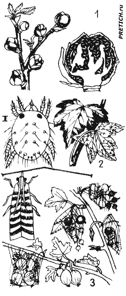 Смородинный почковый клещ, Паутинный и Крыжовниковая огнёвка Смородинный почковый клещ, Паутинный клещ, Крыжовниковая огнёвка
