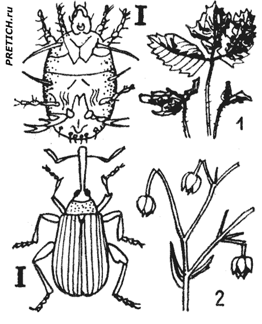 Земляничный клещ, Малинно-земляничный долгоносик-цветоед Земляничный клещ, Малинно-земляничный долгоносик-цветоед