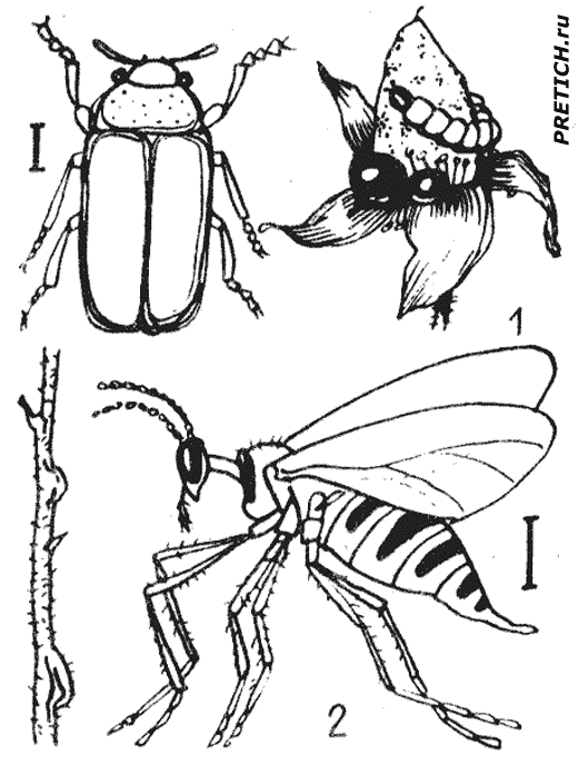 Малинный жук, Малинная стеблёвая галлица Малинный жук, Малинная стеблёвая галлица