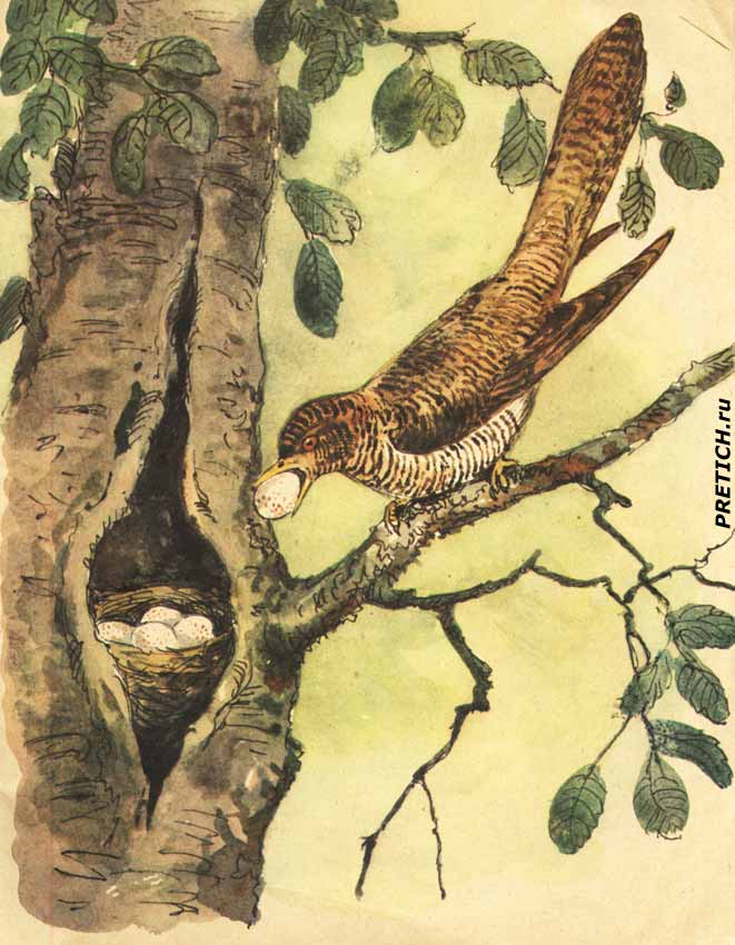 кукушка подкидывает свои яйца в чужие гнезда