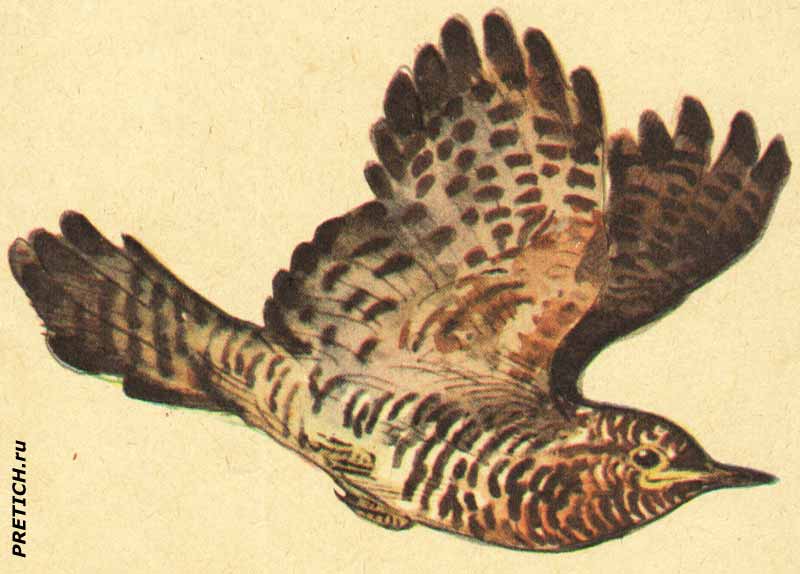 Кукушка, книжка для самых маленьких, рисунки