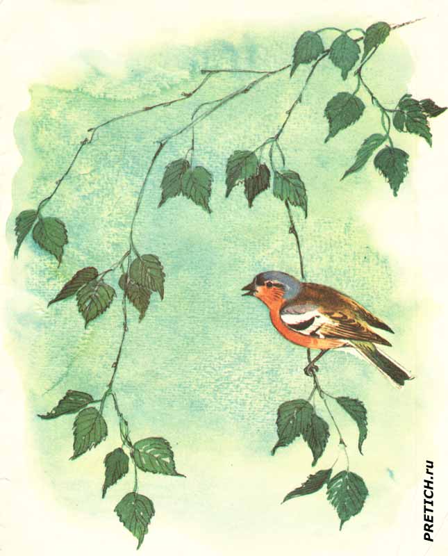 как птицы вырастили кукушонка, для детей