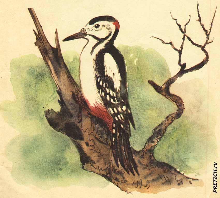 Пестрый дятел, детская книга, иллюстрации