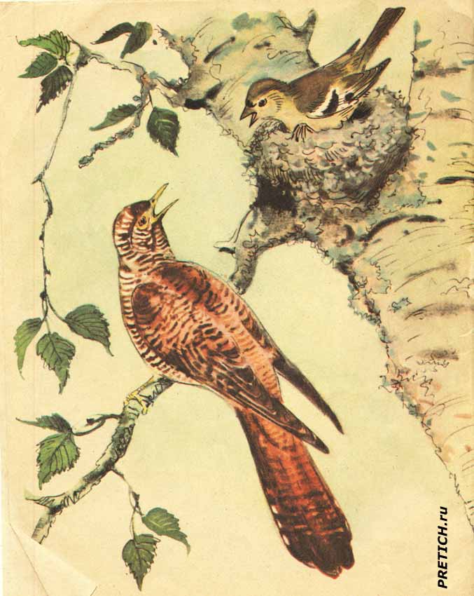 кукушка и зяблик, иллюстрации из советской книги