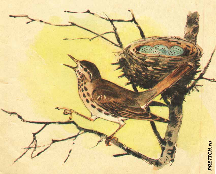 Дрозд, рисунок в книге для детей, СССР